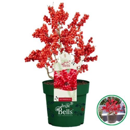 Ilex verticillata 'Jingle Bells'® - Obrázek 2