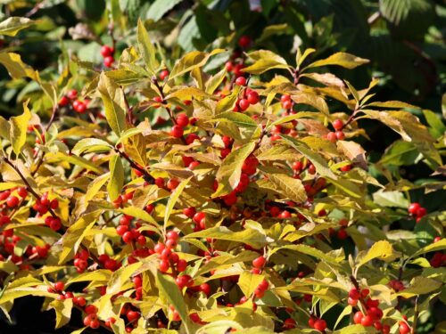 Ilex verticillata 'Jingle Bells'® - Obrázek 4