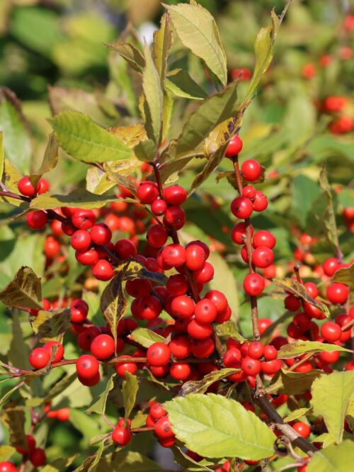 Ilex verticillata 'Jingle Bells'® - Obrázek 5