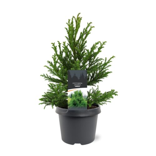 Cryptomeria japonica 'Jindai' - Obrázek 2
