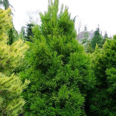 Cryptomeria japonica 'Jindai'