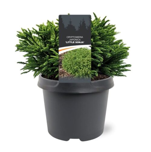 Cryptomeria japonica 'Little Sonja' - Image 1