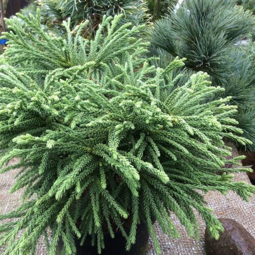 Cryptomeria japonica 'Little Sonja' - Image 2