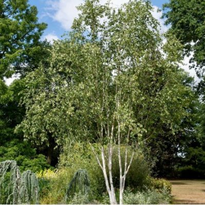Betula utilis (Betula jacquemontii) 'Doorenbos'