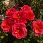 ROSA KORDES, Flamingo® - Obrázek 5