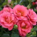 ROSA KORDES, Flamingo® - Obrázek 3