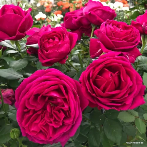ROSA KORDES, Für Elise® - Obrázek 4