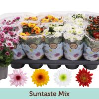 Chrysanthemum indicum 'Suntaste'