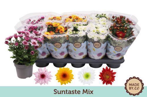 Chrysanthemum indicum 'Suntaste' - Obrázek 1