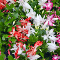 Schlumbergera - mix