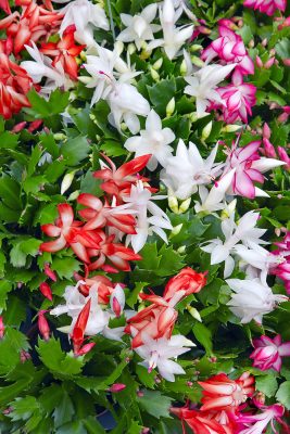 Schlumbergera - mix