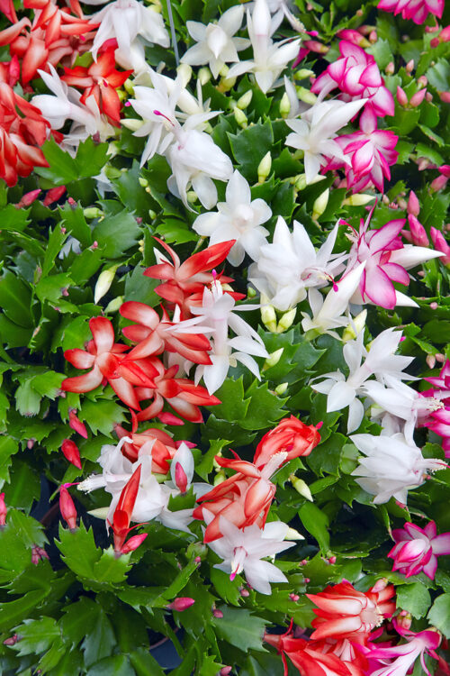 Schlumbergera - mix - Obrázek 1