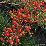 ROSA KORDES, Natura Siluetta® - Image 5