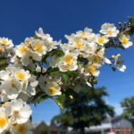 ROSA KORDES, Natura Siluetta® - Image 2