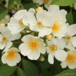 ROSA KORDES, Natura Siluetta®