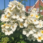 ROSA KORDES, Natura Siluetta® - Image 3