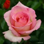 ROSA KORDES, Souvenir de Baden-Baden® - Obrázek 3