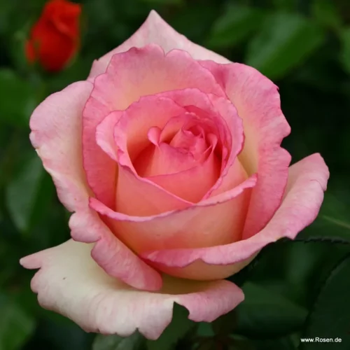 ROSA KORDES, Souvenir de Baden-Baden® - Obrázek 3