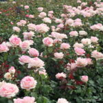 ROSA KORDES, Souvenir de Baden-Baden® - Obrázek 4