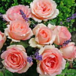 ROSA KORDES, Souvenir de Baden-Baden® - Obrázek 2