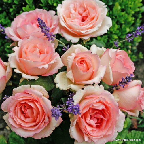 ROSA KORDES, Souvenir de Baden-Baden® - Obrázek 2