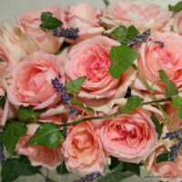 ROSA KORDES, Souvenir de Baden-Baden®