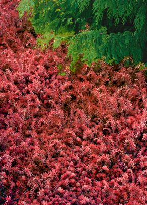 Sedum hakonense 'Chocolate Ball'