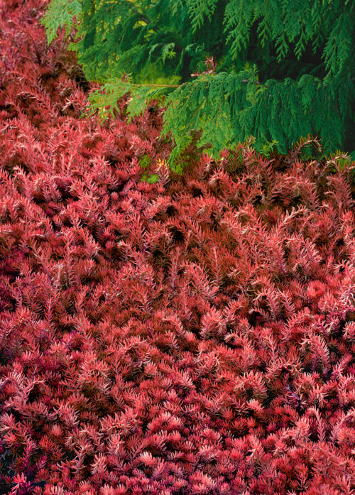Sedum hakonense 'Chocolate Ball' - Obrázek 1
