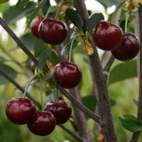 Minitřešeň 'Morello'