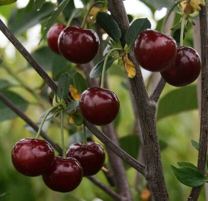 Minitřešeň 'Morello'