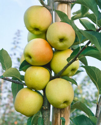 Jabloň 'Sonet' - sloupovitá