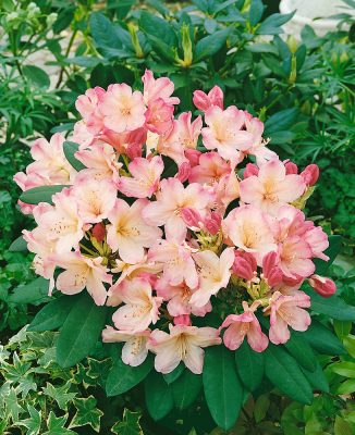 Rhododendron (Y) 'Percy Wiseman'