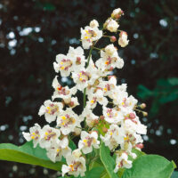 Catalpa bignonioides 'Aurea'