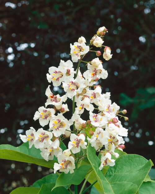 Catalpa bignonioides 'Aurea' - Obrázek 1