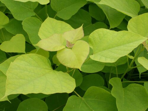 Catalpa bignonioides 'Aurea' - Obrázek 2