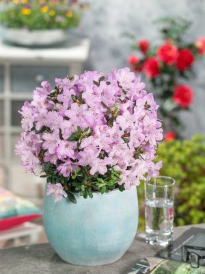 Rhododendron 'Snipe'