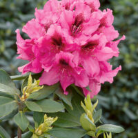 Rhododendron (T) 'Rocket'