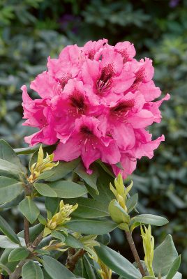 Rhododendron (T) 'Rocket'