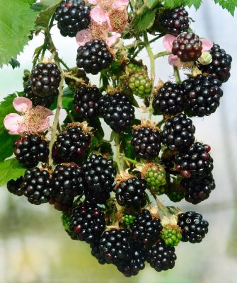 Rubus fruticosus 'Theodore Reimers'