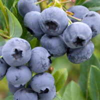 Vaccinium corymbosum 'Record'