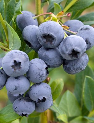 Vaccinium corymbosum 'Record'