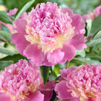 Paeonia lactiflora 'Sorbet'