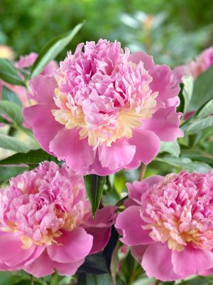 Paeonia lactiflora 'Sorbet'