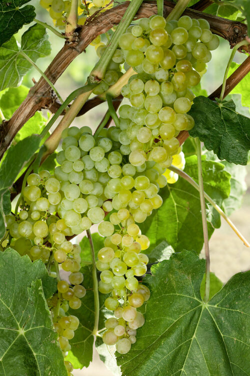 Vitis vinifera 'Lakemont' - bílé, bezsemenné - Obrázek 1