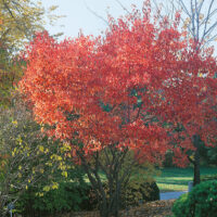 Acer tataricum ssp. ginnala