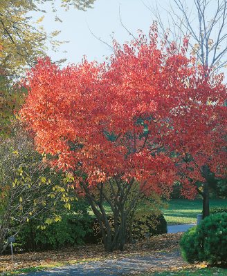 Acer tataricum ssp. ginnala