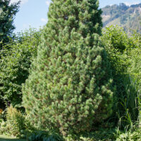 Pinus strobus 'Fastigiata'