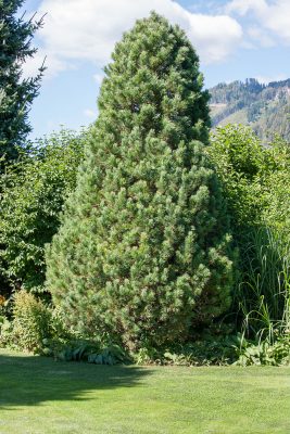 Pinus strobus 'Fastigiata'