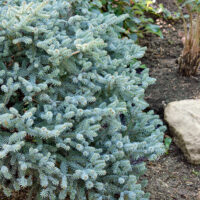 Abies pinsapo 'Horstmann´s Nana'
