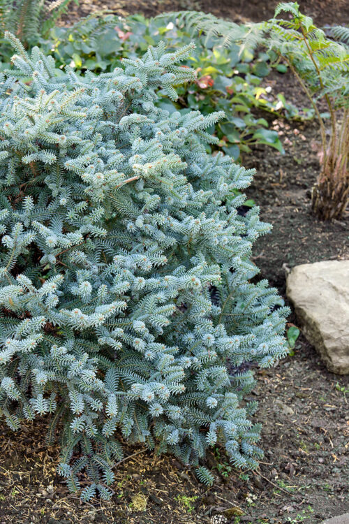 Abies pinsapo 'Horstmann´s Nana' - Obrázek 1
